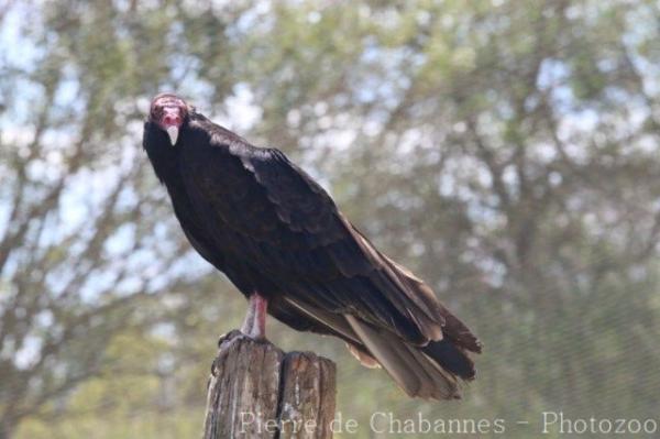 Turkey vulture