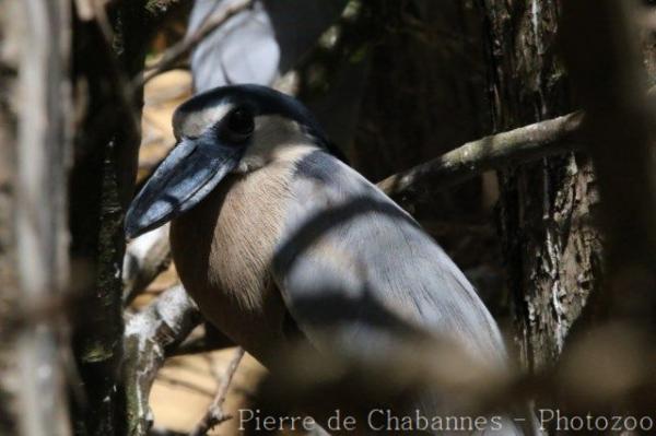 Boat-billed heron