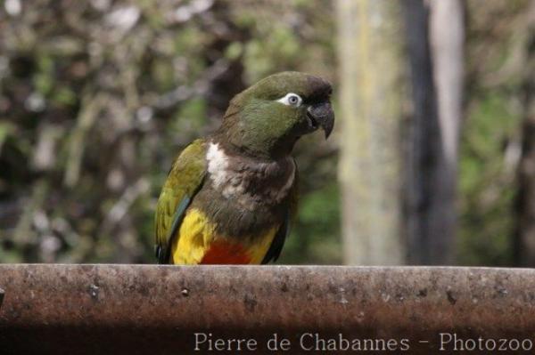 Patagonian conure