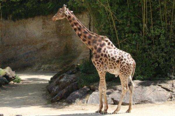 Kordofan giraffe