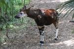 Okapi