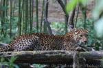 Sri Lankan leopard