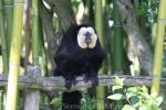 White-faced saki