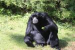 Siamang