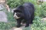 Spectacled bear