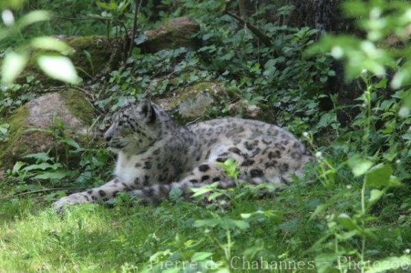 Snow leopard