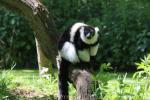 Black-and-white ruffled lemur