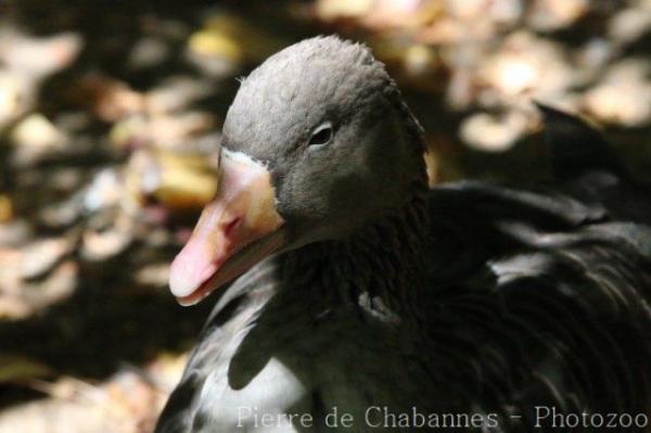 Greylag goose