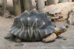 Radiated tortoise