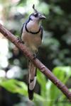 White-throated magpie-jay