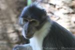 White-naped mangabey