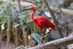 Scarlet ibis