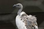 White-backed vulture