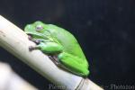 White-lipped tree frog