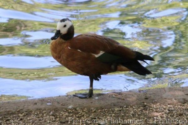 South African shelduck