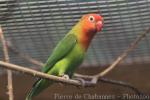 Nyasa lovebird