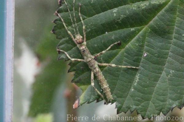 Insular spiny stick-insect