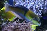 Yellowhead wrasse