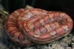 Corn snake