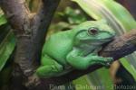 Wallace's flying frog