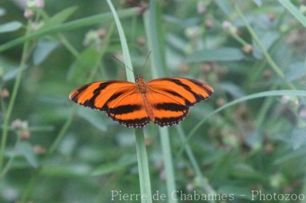 Banded orange heliconian