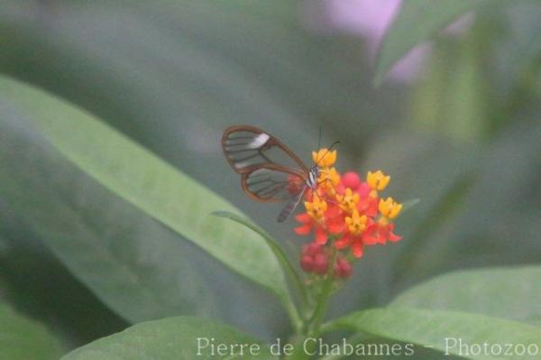 Glasswing butterfly