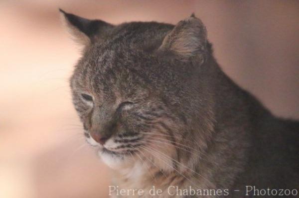 Bobcat