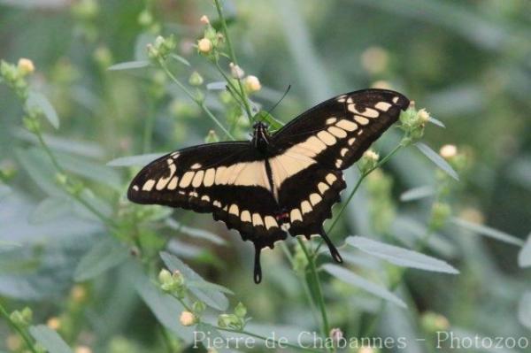 King Swallowtail