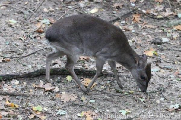 Western blue duiker