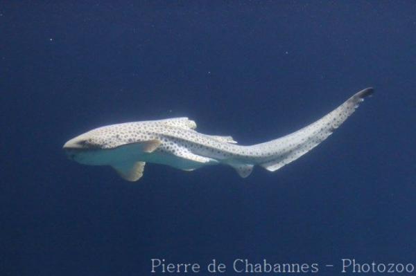 Zebra shark