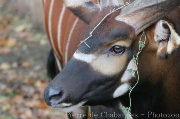 Eastern bongo