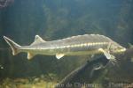 Atlantic sturgeon