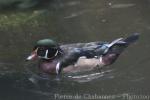 American wood duck