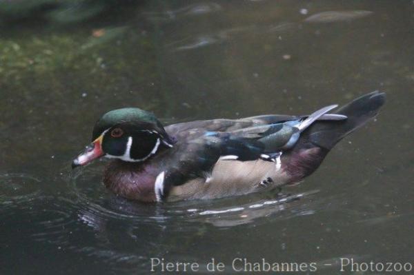 American wood duck