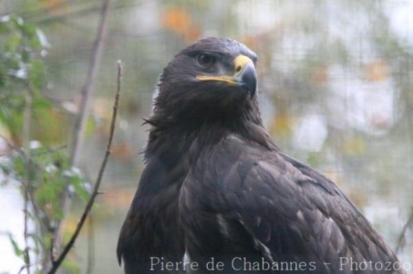 Steppe eagle