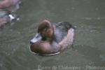 Ferruginous duck