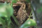 Common toad