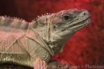 Amboina sailfin lizard