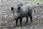 European wild boar