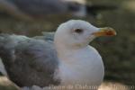 Yellow-legged gull