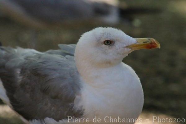 Yellow-legged gull