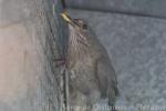 Fieldfare