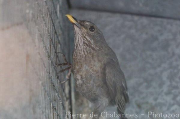 Fieldfare