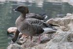 Pink-footed goose