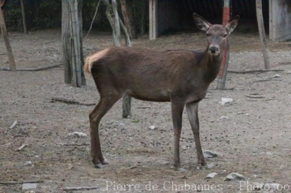 Red deer