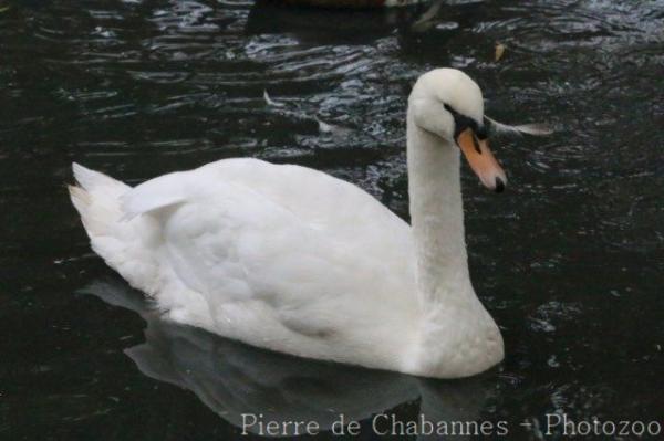 Mute swan