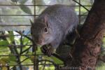 Eastern gray squirrel