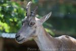 Alpine ibex