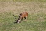 Red deer