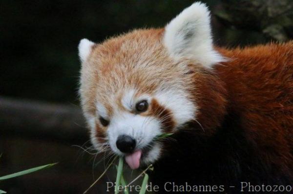 Red panda